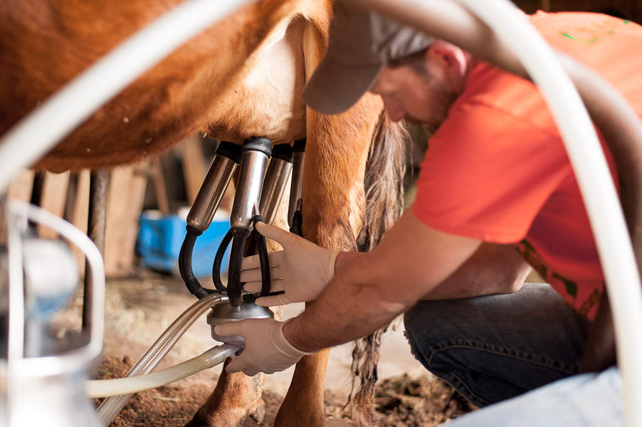 Once-A-Day Milking: the Best Breeds of Dairy Cow