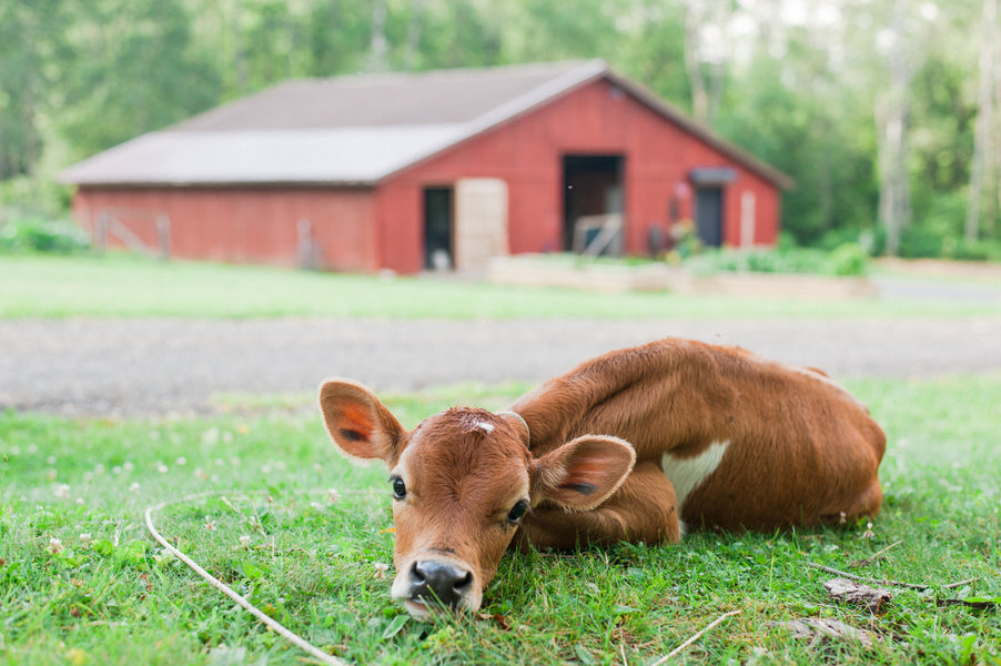 The Dog, Err Calf Days of Summer.