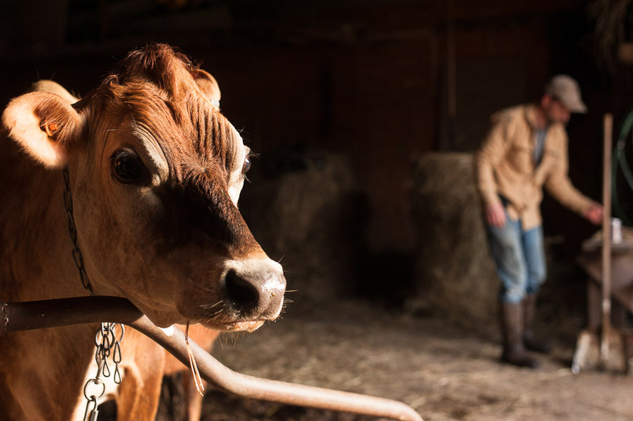 On Small Farms and the Importance of Small Farmers.